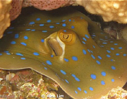 Blue spotted ray resting. Canon G9 with Inon 2000 by Alex Lim 